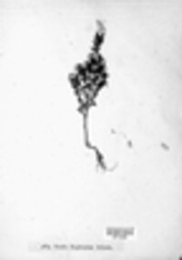 Coleosporium tussilaginis image